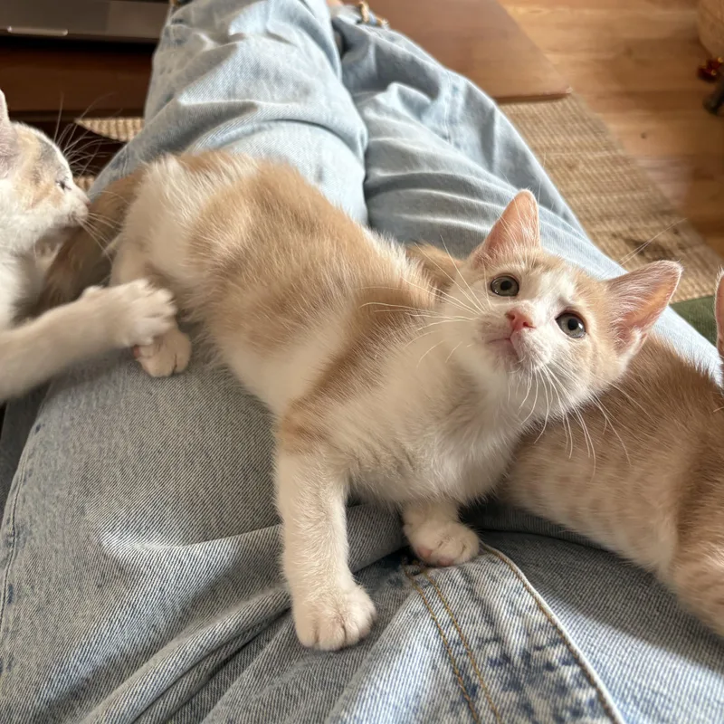 Buttercup thumbnail 3