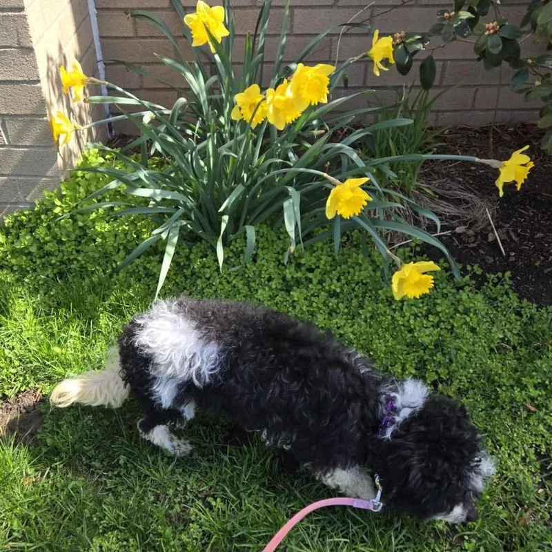 An adult small-sized female Black Poodle dog named Snowy for adoption in Springfield, MA