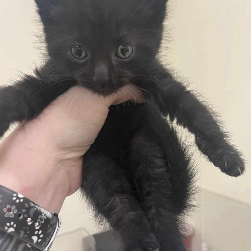 Sootsprite