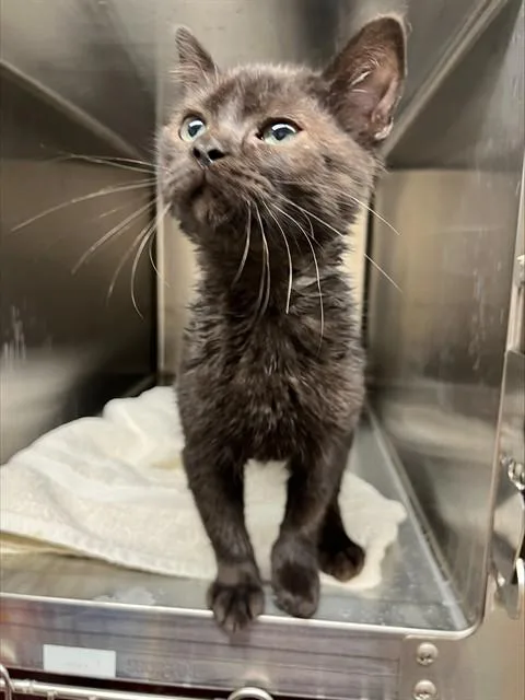 A baby small-sized male Domestic Short Hair cat named Tiny Tim for adoption in Albuquerque, NM
