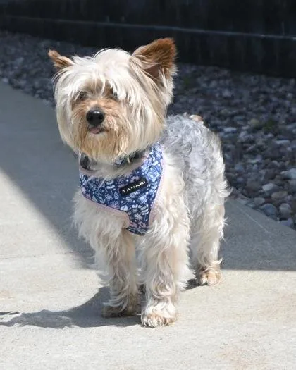 An adult small-sized male Silky Terrier dog named Franklin for adoption in West Seneca, NY