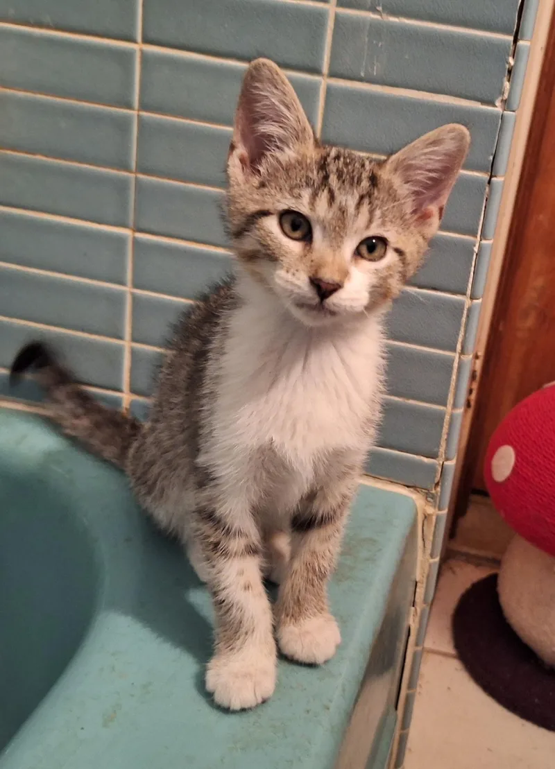 A young medium-sized female Tabby (Brown / Chocolate) Domestic Short Hair cat named Joely for adoption in Baltimore, MD