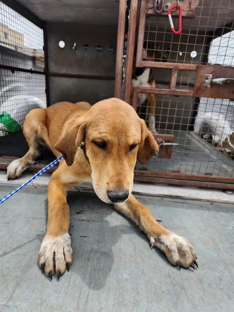 A baby medium-sized male Hound dog named Clyde for adoption in Belton, TX