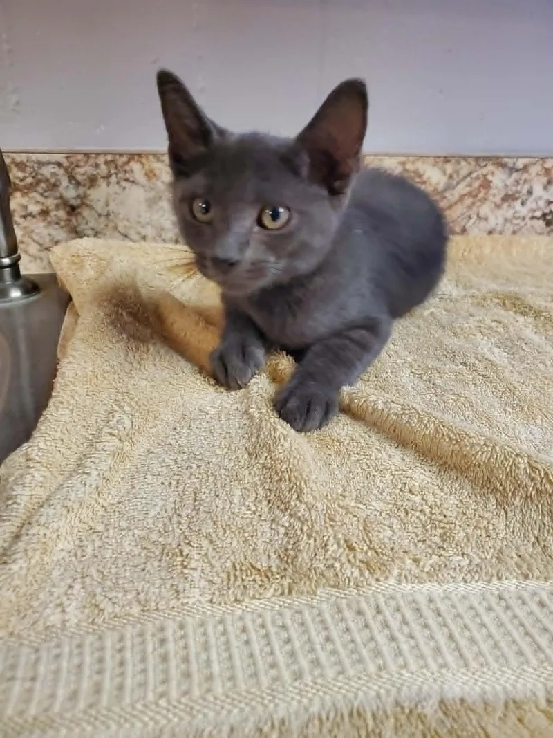 A baby medium-sized male Gray / Blue / Silver Domestic Short Hair cat named Nyles for adoption in Umatilla, FL