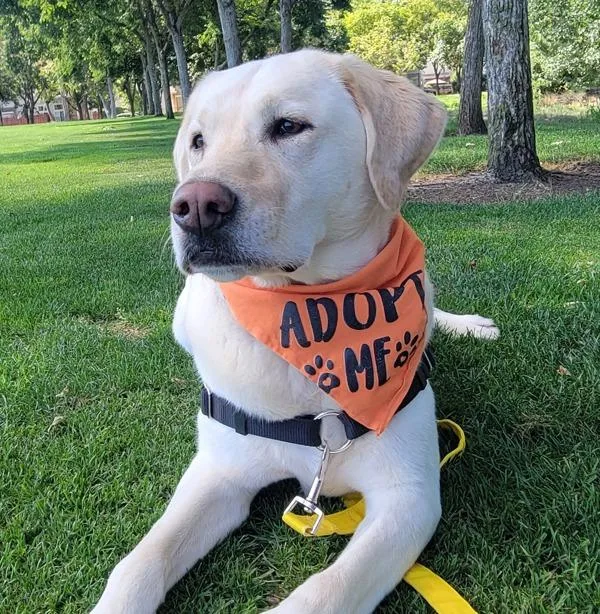 An adult large-sized female Labrador Retriever dog named Momo for adoption in Dublin, CA