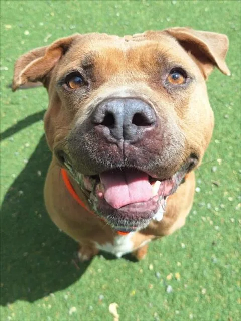 An adult large-sized female Pit Bull Terrier dog named Luna for adoption in Woodland, CA