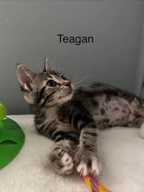 A baby small-sized female Domestic Short Hair cat named Teagan for adoption in Groveland, MA