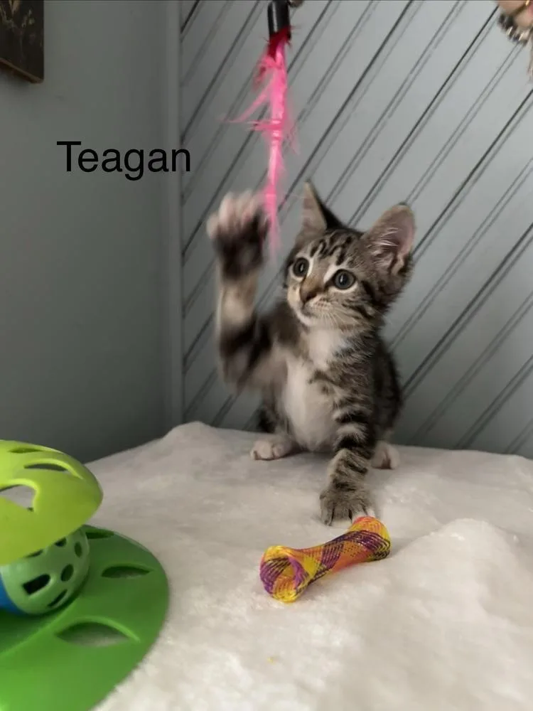 Teagan thumbnail 3
