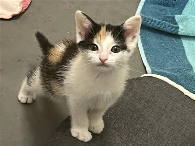 A baby small-sized female Domestic Short Hair cat named Roxanne for adoption in Chapel Hill, NC