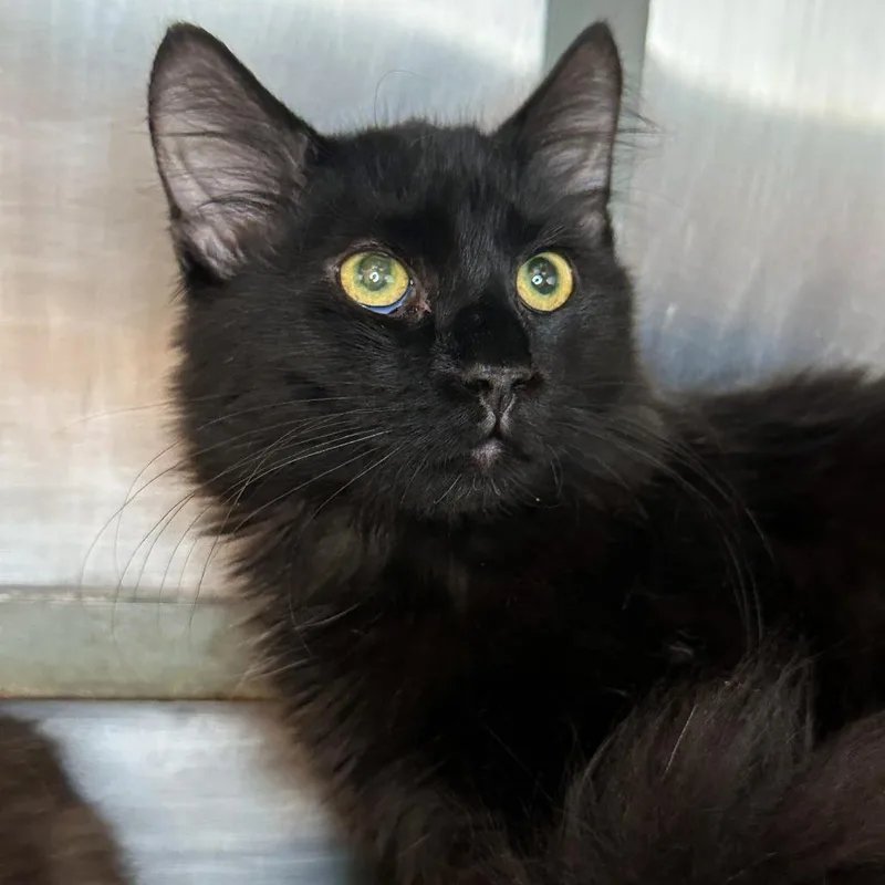 A young small-sized male Domestic Medium Hair cat named Christian for adoption in Matteson, IL