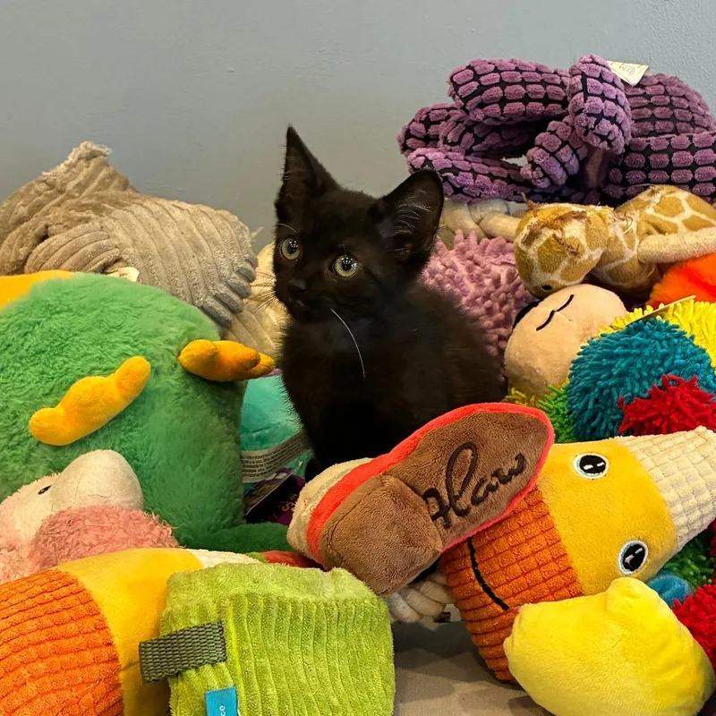 A baby small-sized male Black American Shorthair cat named North for adoption in Danville, KY