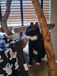 A baby small-sized male Black & White / Tuxedo Domestic Short Hair cat named Ham Bone for adoption in Fishers, IN