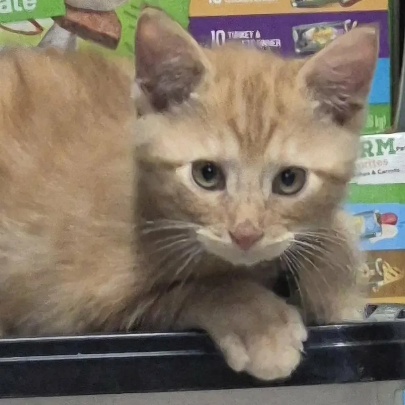 A baby small-sized male Orange / Red Domestic Short Hair cat named Oogie for adoption in Danville, IL
