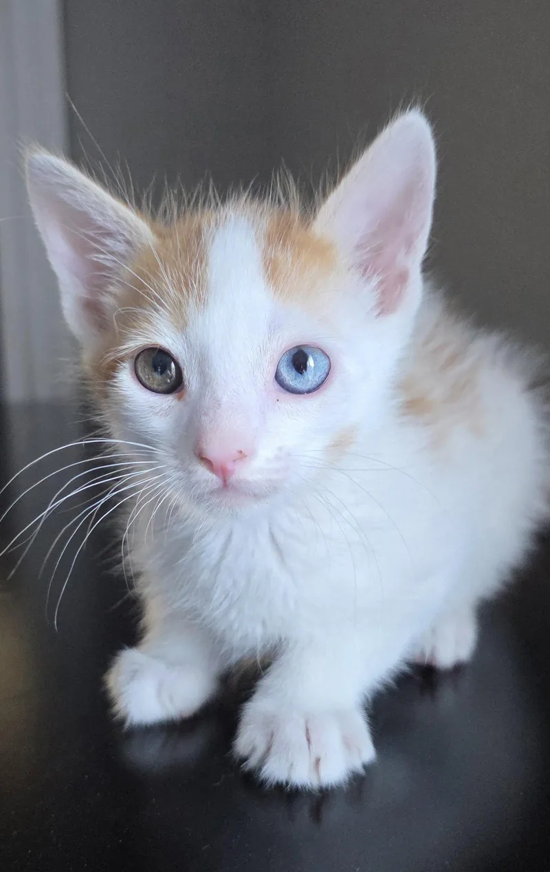 A baby medium-sized male Orange & White Domestic Short Hair cat named Colby Jack for adoption in Campbell, CA