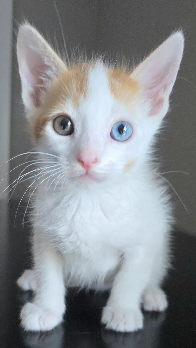 Colby Jack thumbnail 2