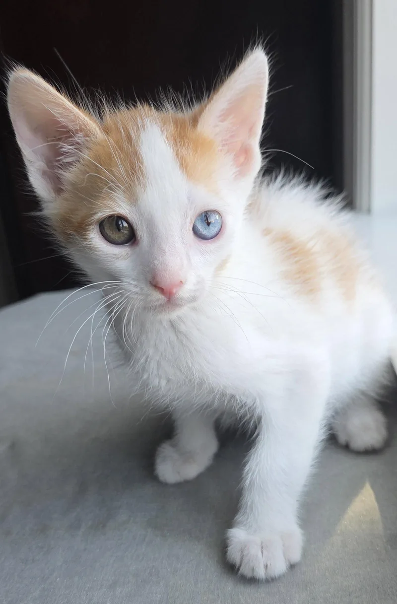 Colby Jack thumbnail 3