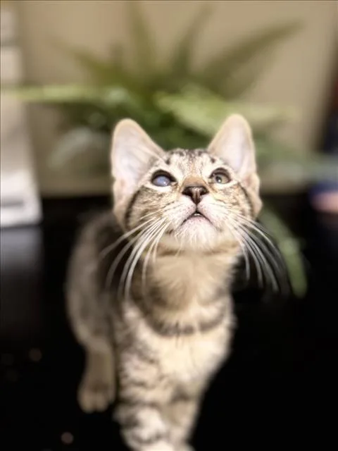 A baby small-sized male Brown / Chocolate Domestic Short Hair cat named Leo for adoption in Woodland, CA