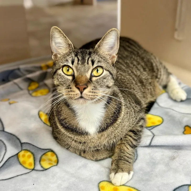 An adult extra large-sized male Gray / Blue / Silver Domestic Short Hair cat named Astro for adoption in Galveston, TX