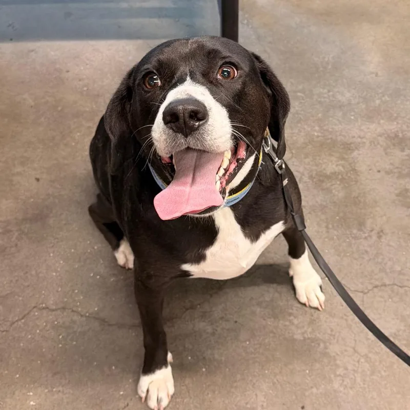 An adult large-sized male Black Hound dog named Kodak for adoption in Tampa, FL