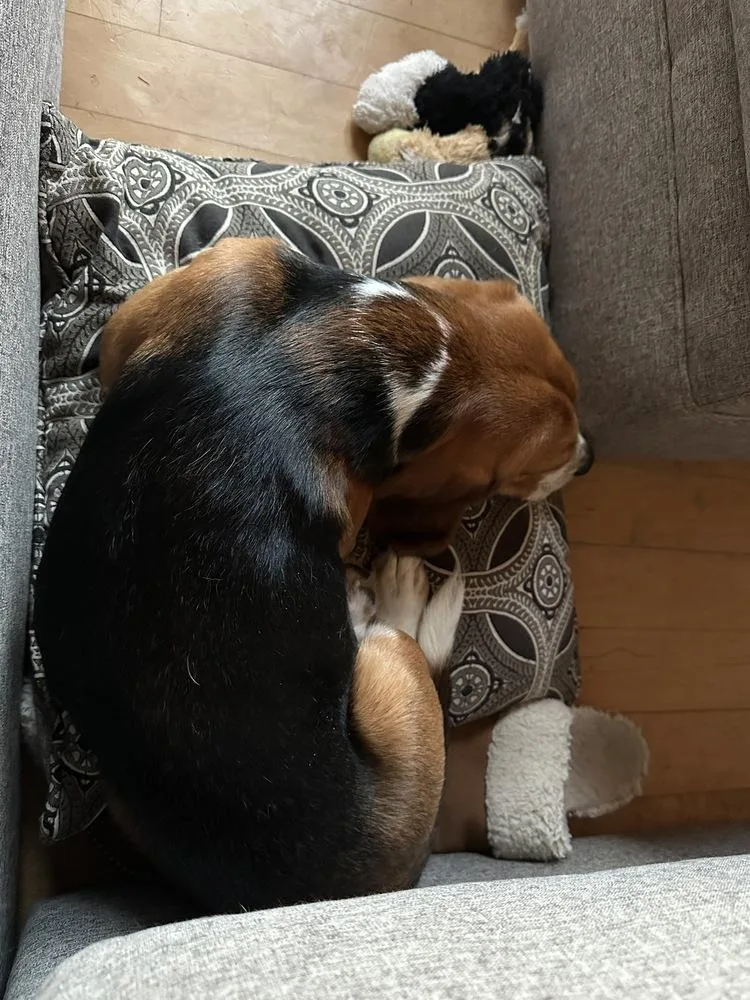 A young medium-sized male Beagle dog named Ben Freegle for adoption in Waunakee, WI