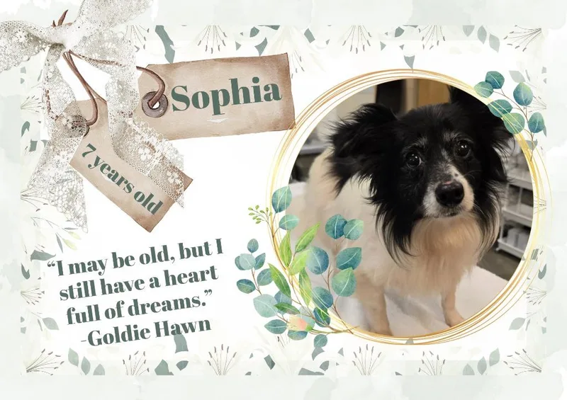 Sophia thumbnail 2
