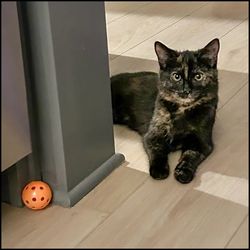 A young medium-sized female Tortoiseshell Domestic Short Hair cat named Olive Oil for adoption in Roswell, GA