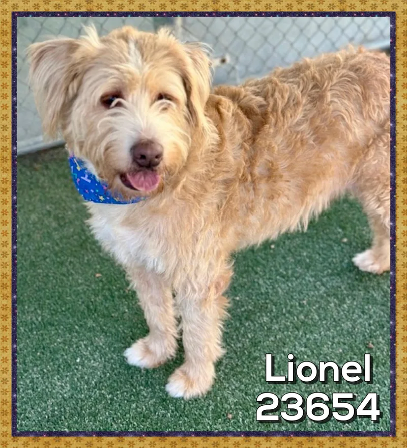 An adult large-sized male Apricot / Beige Labradoodle dog named Lionel for adoption in Marietta, GA