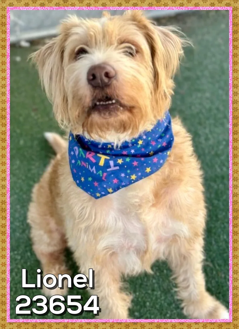 Lionel thumbnail 2