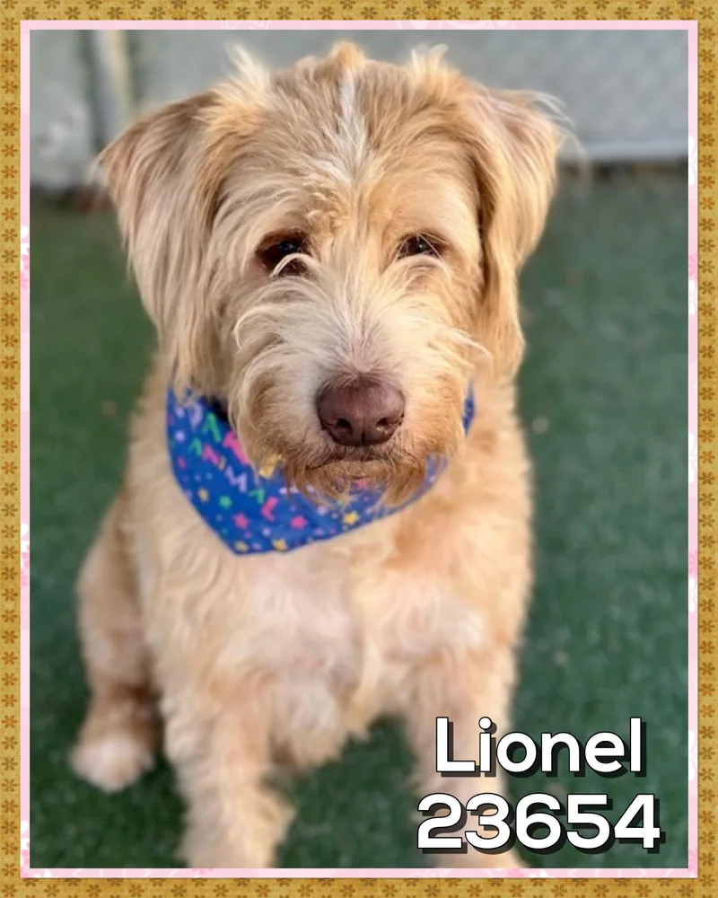Lionel thumbnail 5