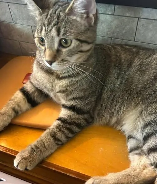 Pumpkin & Luna thumbnail 2