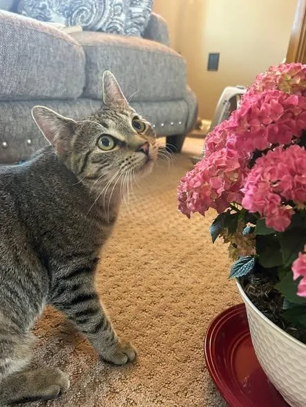 A young medium-sized female Tabby (Brown / Chocolate) Domestic Short Hair cat named Pumpkin & Luna for adoption in Reading, PA