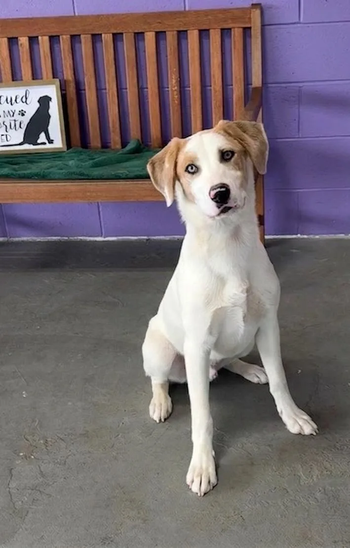 A young large-sized male Labrador Retriever dog named Hansel for adoption in North Prairie, WI