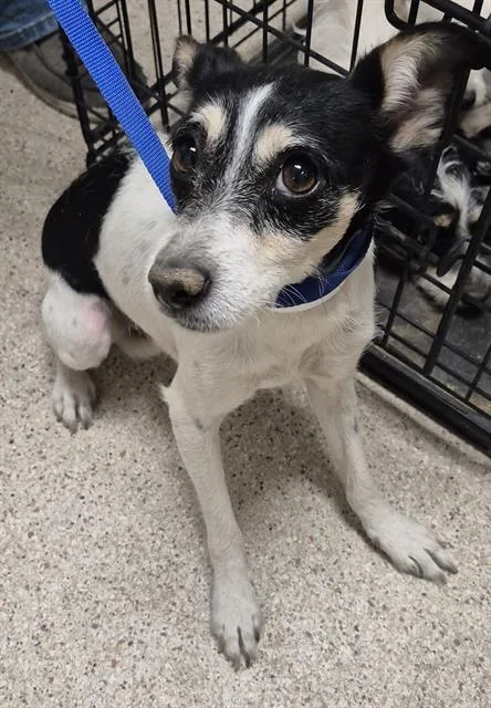 A young small-sized female Chihuahua dog named Hermione for adoption in Bakersfield, CA