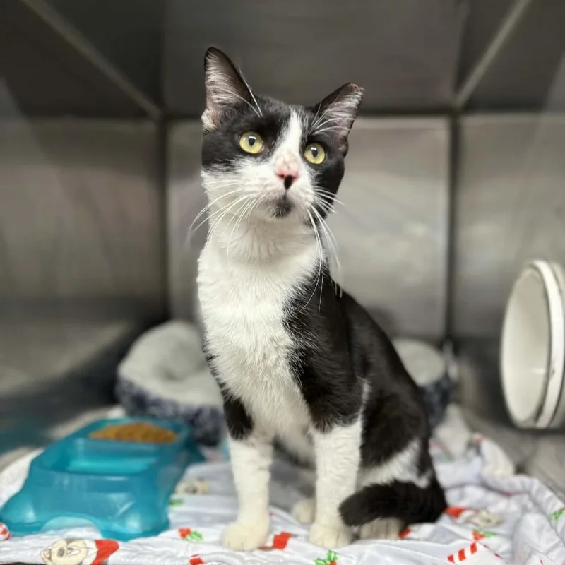 A young small-sized male Black Domestic Short Hair cat named Jp for adoption in Stephenville, TX