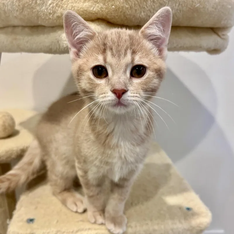A baby medium-sized male Tabby (Buff / Tan / Fawn) Domestic Short Hair cat named Timmy for adoption in Greensburg, PA