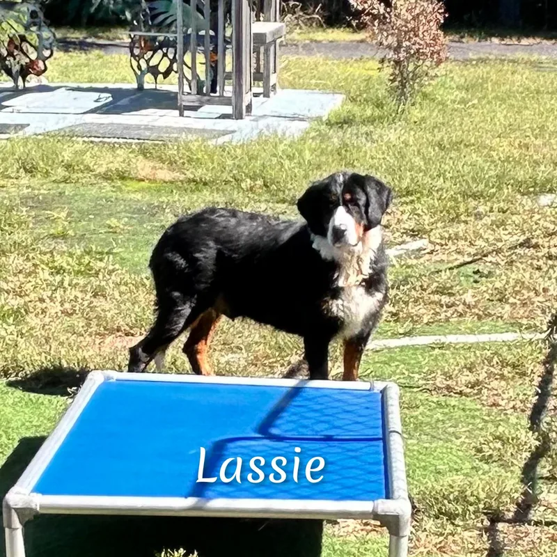 An adult large-sized female Tricolor (Brown, Black, & White) Bernese Mountain Dog dog named Lassie for adoption in Fredericksburg, VA