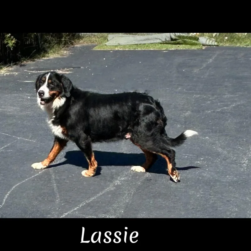 Lassie thumbnail 2
