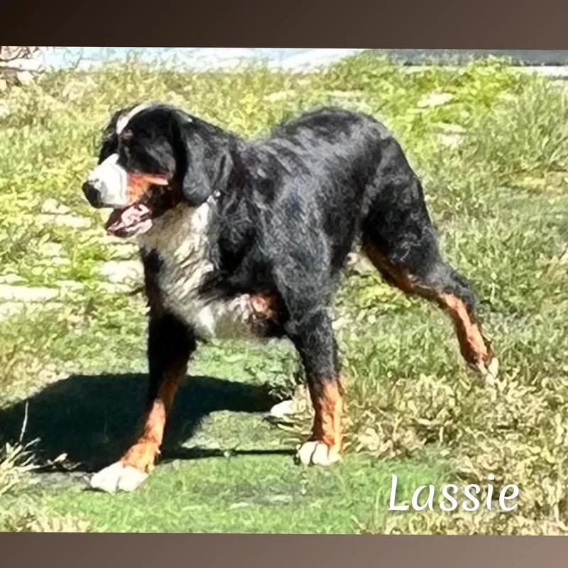 Lassie thumbnail 3