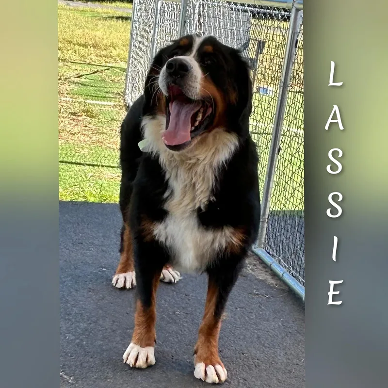 Lassie thumbnail 4