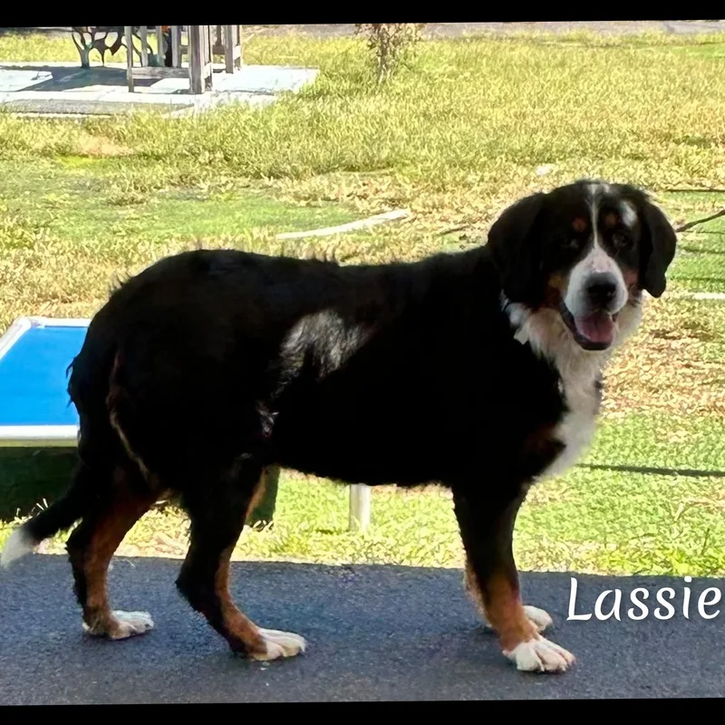 Lassie thumbnail 5