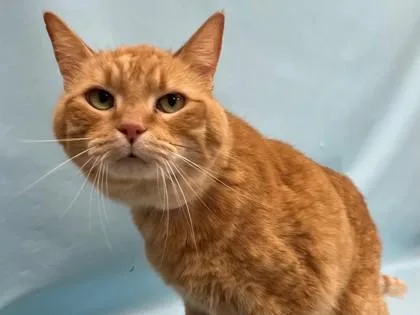 A senior small-sized male Domestic Short Hair cat named Max for adoption in Coon Rapids, MN