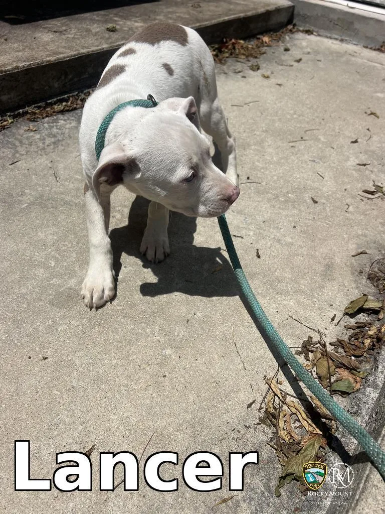 A baby small-sized male Pit Bull Terrier dog named Lancer for adoption in Rocky Mount, NC