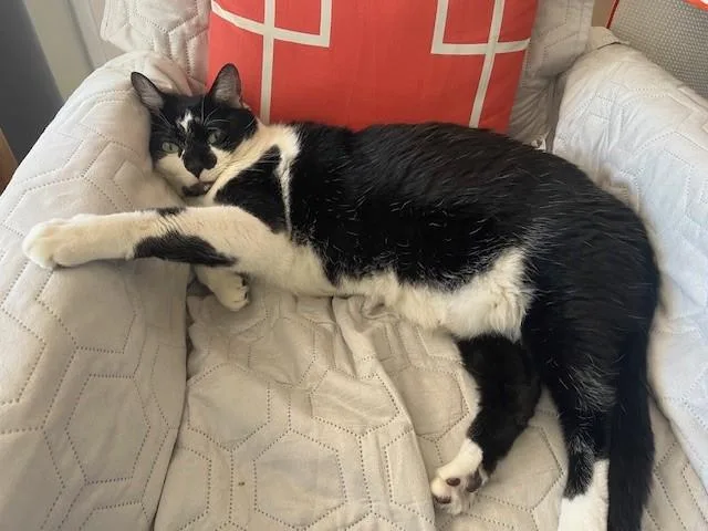A senior medium-sized male Domestic Short Hair cat named Butter Bean for adoption in Palmetto, FL