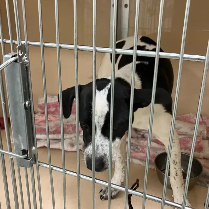 A baby small-sized female Black Hound dog named SVASStray for adoption in Verona, VA