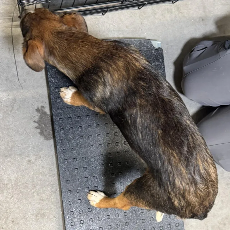A baby medium-sized female Red / Chestnut / Orange Mixed Breed dog named Pepper for adoption in Las Cruces, NM