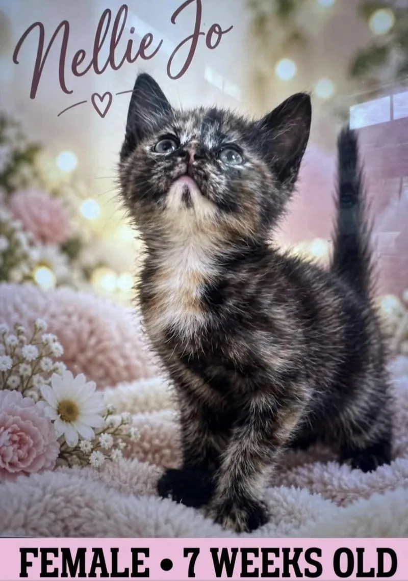 A young small-sized female Dilute Tortoiseshell American Shorthair cat named Nellie Jo for adoption in Fort Payne, AL