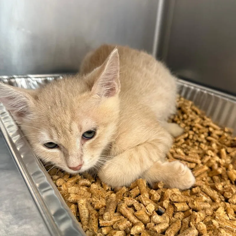 A baby small-sized male Orange / Red Domestic Short Hair cat named Corbin for adoption in West Palm Beach, FL