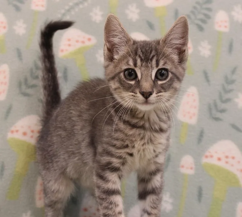 A baby small-sized male Domestic Short Hair cat named Fella for adoption in Clinton, SC