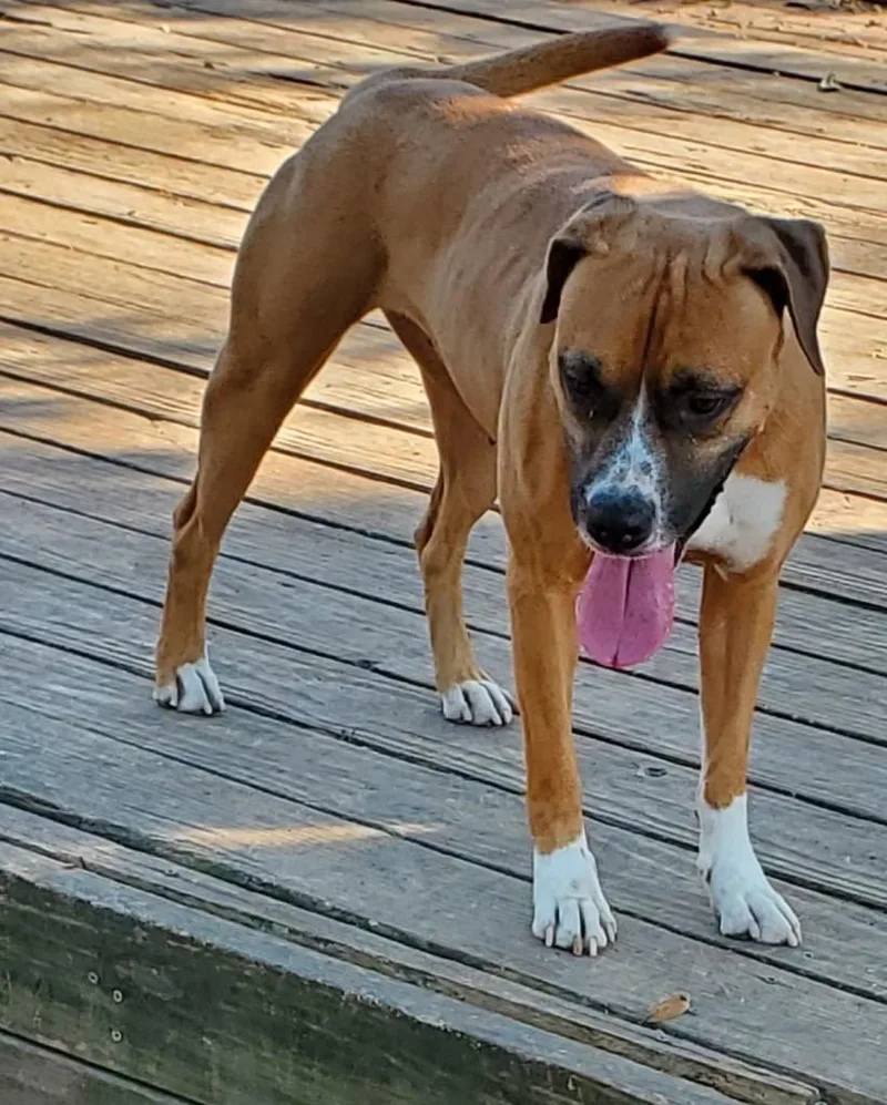 Ballerina thumbnail 2