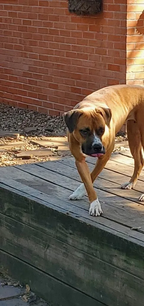 Ballerina thumbnail 3